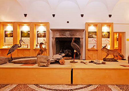 qaulla museo di storia naurale